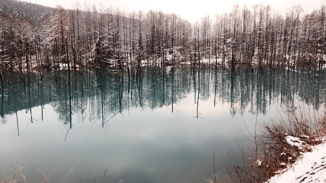 高橋麻美さんのインスタグラム写真 - (高橋麻美Instagram)「青い池行ってきたー^ ^ この日は曇りであんまり青くなかった😵  私の撮った写真（3枚目）より 姪っ子の撮った写真（2枚目）の方がキレイな気がする🙄  #photo #hokkaido #biei #bluepond #blue #pond #美瑛 #青い池」11月6日 20時18分 - charmy421