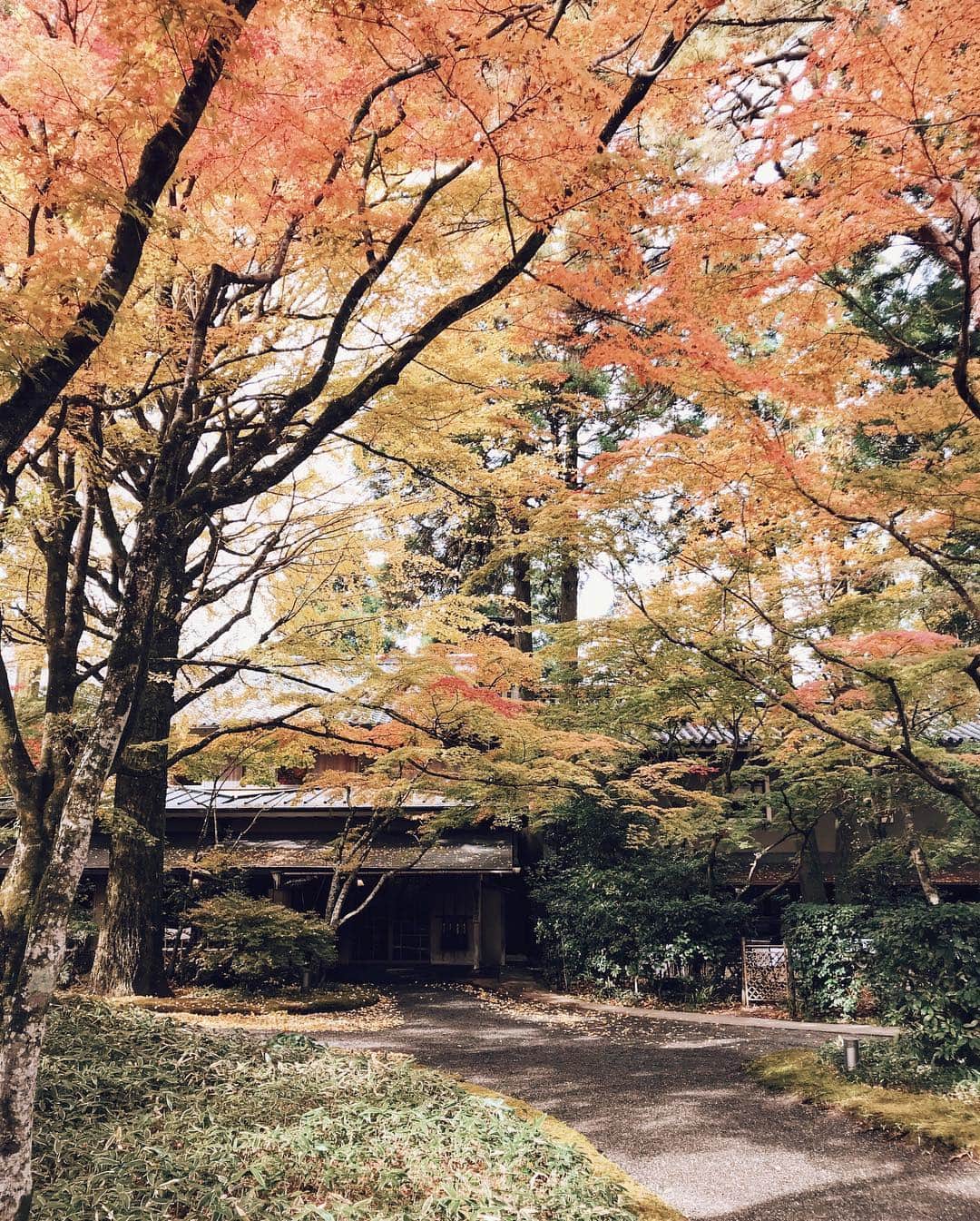 三浦大地さんのインスタグラム写真 - (三浦大地Instagram)「秋の装い。  #湯布院 #大分 #日本 #亀の井別荘」11月7日 10時45分 - daichi_1127