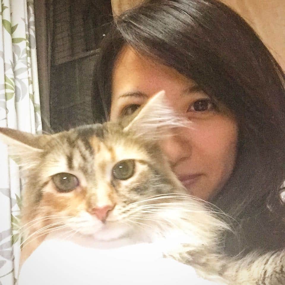 矢部あやのインスタグラム：「この前すごく久しぶりに実家に帰って リリーちゃんと戯れてきた♡ ・ #cat #catlife🐾 #catlover #catstagram  #ねこ #ねこ部 #ふわふわねこ #めすにゃんこ #連れて帰りたいくらいかわいかった」
