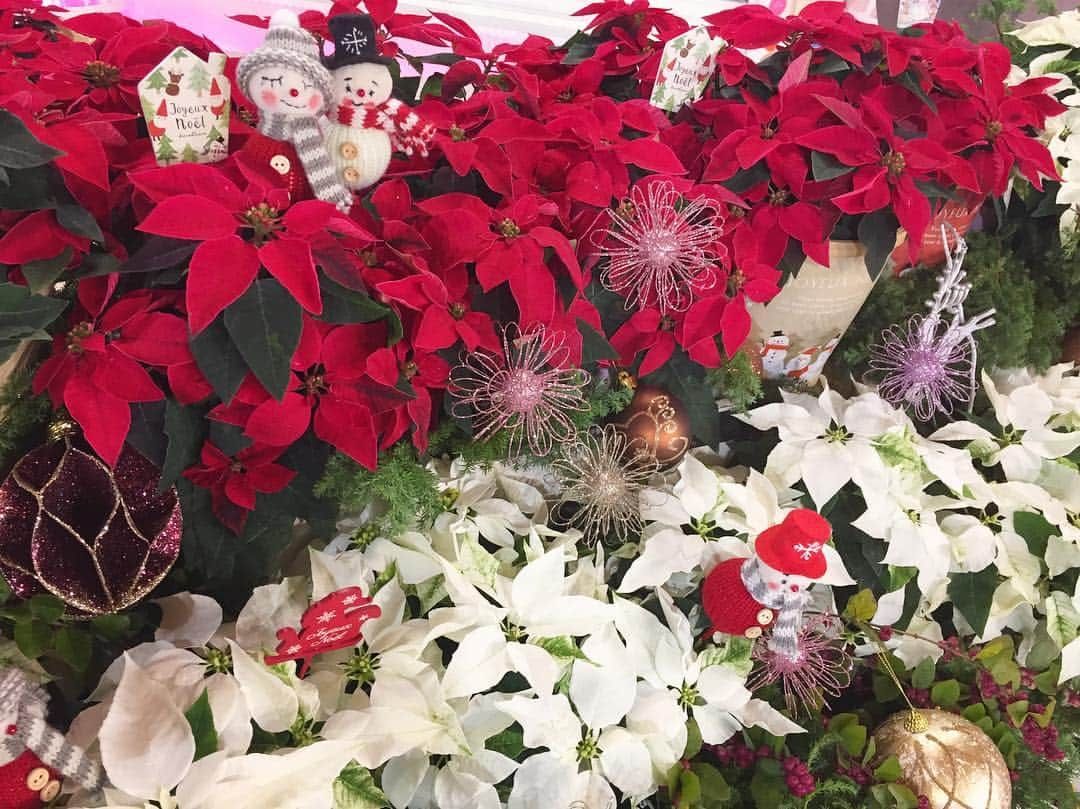 久慈暁子さんのインスタグラム写真 - (久慈暁子Instagram)「* 今朝のお花コーナーのプリンセチア♥️ クリスマスの季節によく見かけますよね🎄 この赤い部分は花びらではなく 葉っぱなのだそう🌿 花びらだと思い込んでいました😂 * #めざましテレビ #お花コーナー #ポインセチア #プリンセチア #クリスマス」11月7日 19時33分 - kuji_akiko