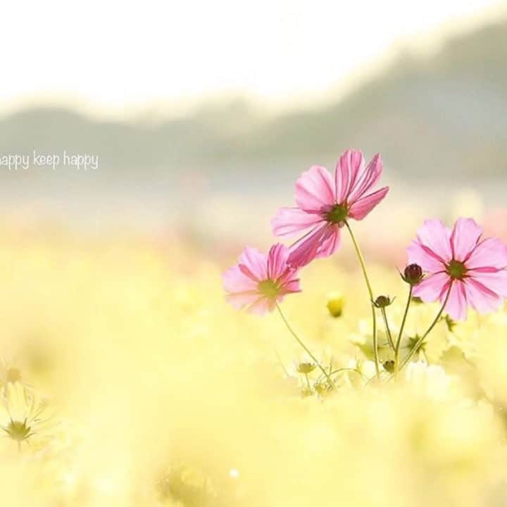 はなまっぷ❁日本の花風景のインスタグラム
