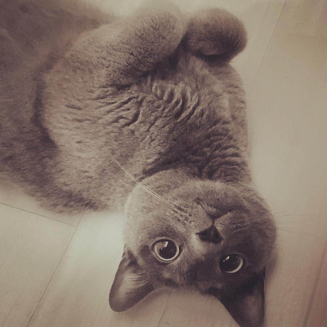 ミーちゃんのインスタグラム：「おはようございます。久しぶりに帰ってきても歓迎してくれるミーちゃん😄 #cat #russianblue #neko #catsofinstagram #catstagram #猫 #ネコ #ねこ #ロシアンブルー#グレ猫倶楽部」