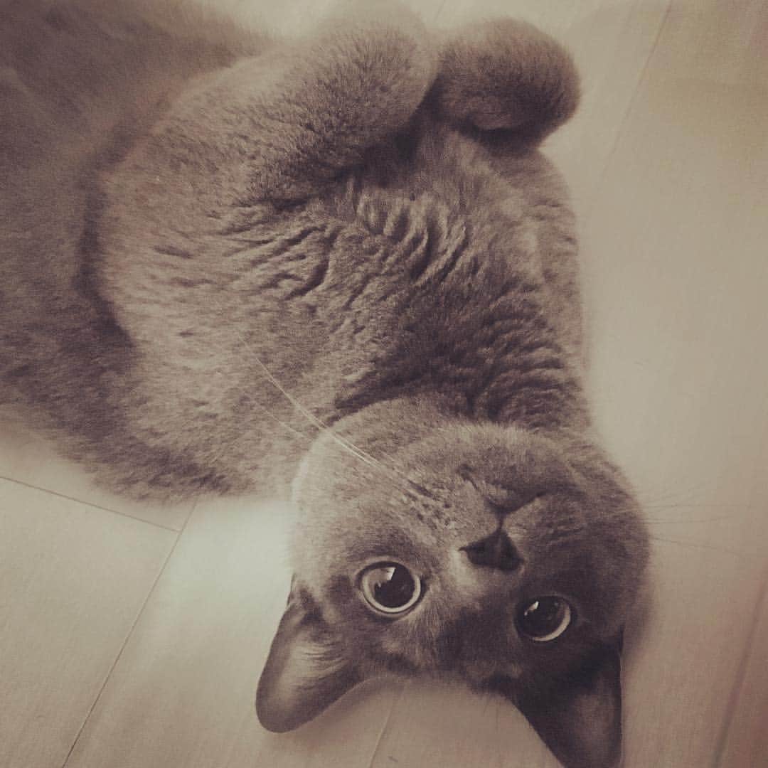 のインスタグラム：「おはようございます。久しぶりに帰ってきても歓迎してくれるミーちゃん😄 #cat #russianblue #neko #catsofinstagram #catstagram #猫 #ネコ #ねこ #ロシアンブルー#グレ猫倶楽部」