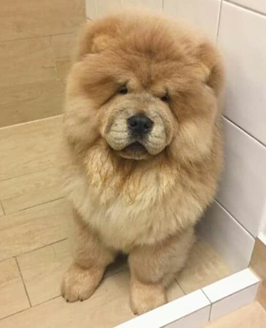 CHOWSTAGRAM CHoW CHoW PuPPieSさんのインスタグラム写真 - (CHOWSTAGRAM CHoW CHoW PuPPieSInstagram)「PHoToS : @stirlingchow」11月8日 9時15分 - chowchow.gallery