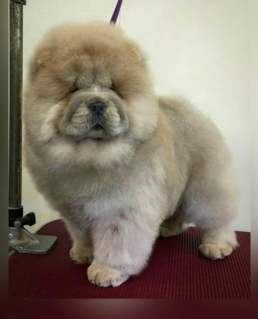 CHOWSTAGRAM CHoW CHoW PuPPieSのインスタグラム：「PHoToS : @stirlingchow」