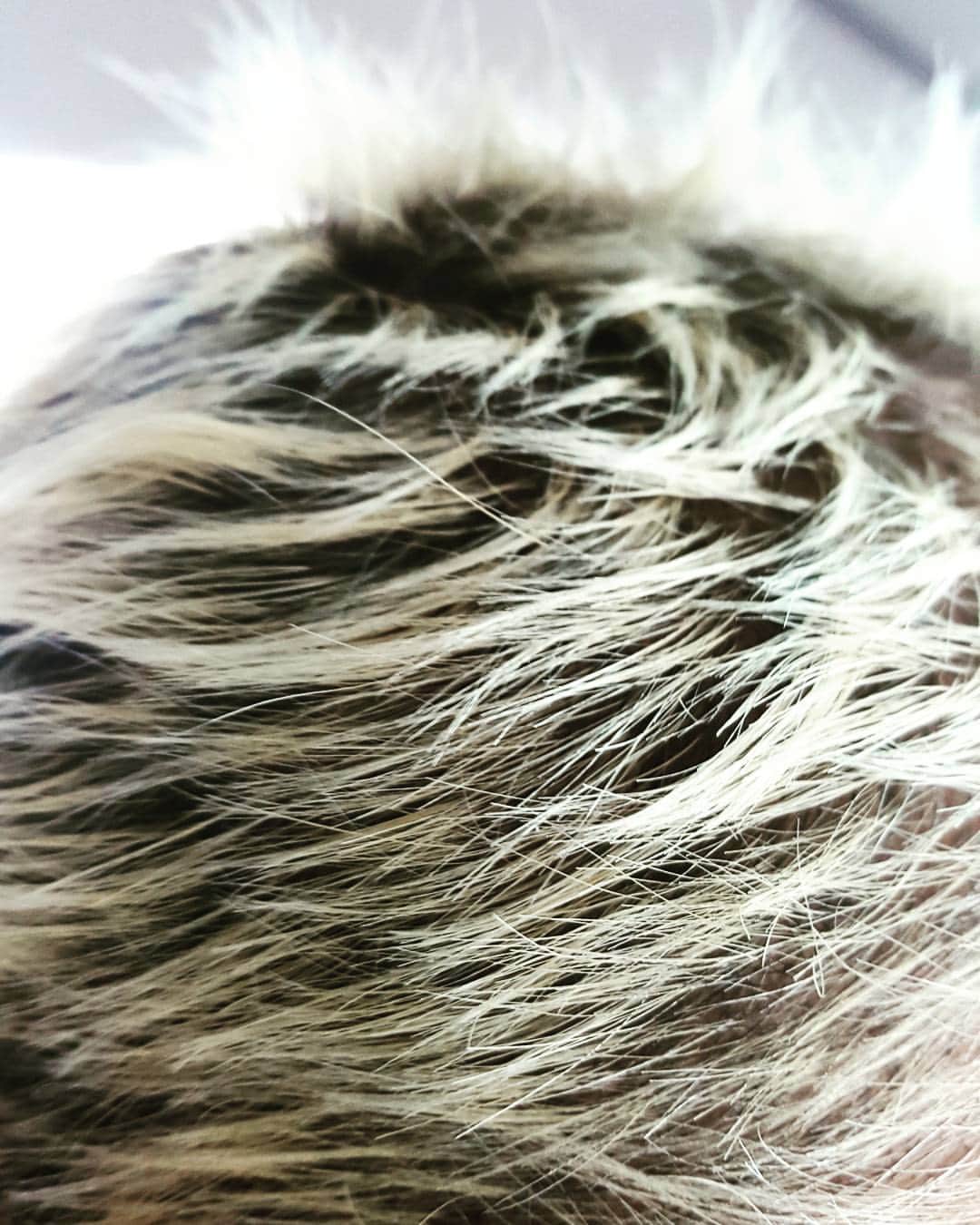 ロバート・ネッパーのインスタグラム：「porcupine quills」