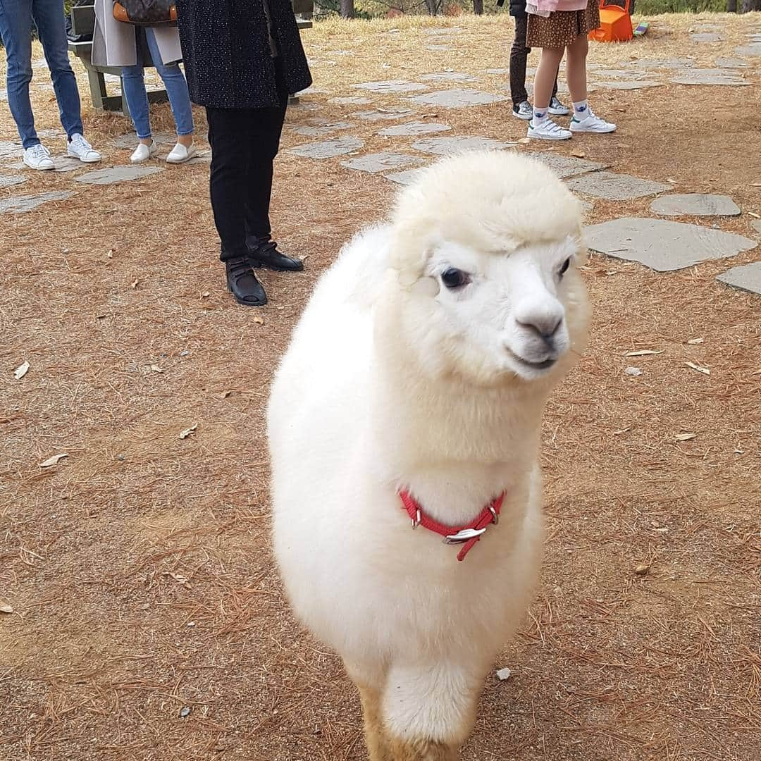 キ・テヨンさんのインスタグラム写真 - (キ・テヨンInstagram)「우리로희와 가을 나들이 ^^ 우리딸 과 쪼랑말♡ 그리고 알파카 #기태영 #kitaeyoung #lohee #로희 #가을 #나들이 #알파카월드」11月8日 21時33分 - kitaeyoung