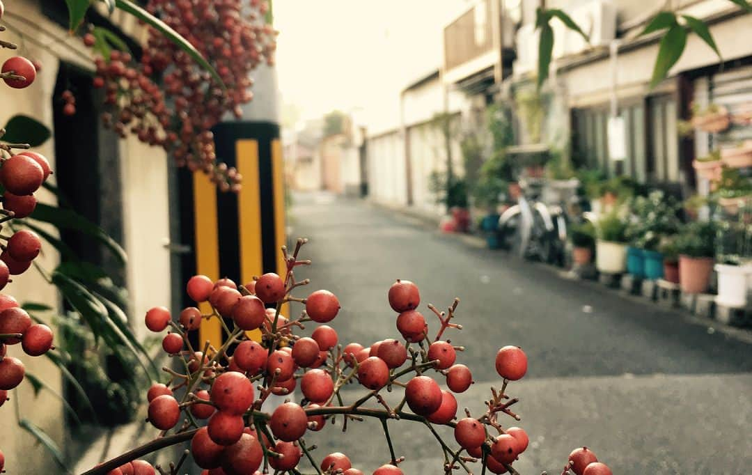 三吉彩花さんのインスタグラム写真 - (三吉彩花Instagram)「皆様、少しお久しぶりですね^ ^  先日の三連休はどのように お過ごしになられましたか？  私はまかない荘2がクランクアップして 次の作品が来週からクランクインということで  三連休はしっかりリフレッシュしてきました‼︎ みよまつで弾丸日帰り京都に行ったり  大好きな先輩と軽井沢へ行ったり  自然ともたくさん触れ合って  しっかり切り替えて  次の作品に臨めそうです^ ^  来週からまた久しぶりに  あの方々とお仕事できると思うと  嬉しくてたまりません。  そしてそして！  まかない荘2も  たくさんの方々に反響をいただけて  のんちゃんも私も嬉しい限りです。  最後までこの作品を  愛していただけたら嬉しいです！  #みよまつ #京都 #ニコルさんとは #初めての旅 #大好きな先輩 #草間彌生展にも行けました #まかない荘2 #よろしくね」11月8日 16時29分 - miyoshi.aa