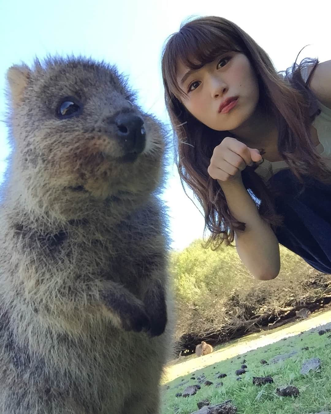 渋谷凪咲さんのインスタグラム写真 - (渋谷凪咲Instagram)「#生き物にサンキュー ありがとうございました💗 . ロケで行かせて頂いた、世界一幸せそうな顔と言われている #クアッカワラビー との自撮り写真です☺️ . 大成功ー♬わーい！ . クアッカ可愛かったなあ💗 . メイさんよりもなついてくれました、、💦困ったもんです☺️💦（笑） . . 幸せなロケと、素敵な番組に出演させて頂けて私の方こそ、世界一の幸せ者です☺️！ . ありがとうございました👏 . #australia #クアッカワラビー #ロットネスト島 #🇦🇺 . 最後の写真は、一緒にグラビアポーズ！ クアッカが #だっちゅーの のポーズをしています😂（笑）これで雑誌の表紙、飾れるかな〜💗？（笑）」11月8日 23時18分 - nagisa_nikoniko