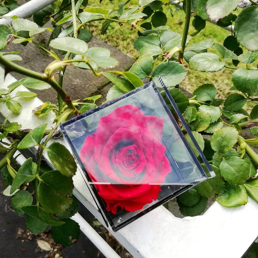 VERYCARD presented by humonyのインスタグラム：「VERY CARDで人気の商品 「プリザーブドメッセージ」  このローズキューブは写真立てや、お部屋のインテリアにもなります。  窓辺に飾ってもインテリアとして大活躍してくれる一品です♪  #VERYCARD #電報 #telegram#バラ#薔薇#お祝い #贈り物 #素敵な贈り物 #プレゼント #ギフト #メッセージカード #present #gift #messagecard #花のある暮らし #花のある生活 #花好きな人と繋がりたい #花が好きな人と繋がりたい #暮らしに花を」