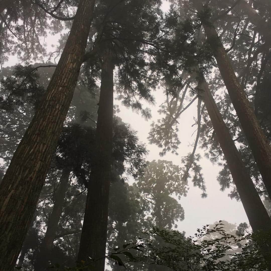 桂のインスタグラム：「Forest #forest #woods #trees #leaves #nature #landscape #silhouette #sunshinefilteringthroughfoliage #sanctuary #森林 #樹木 #葉 #自然 #景 #シルエット #陰影 #木漏れ日 #聖域」
