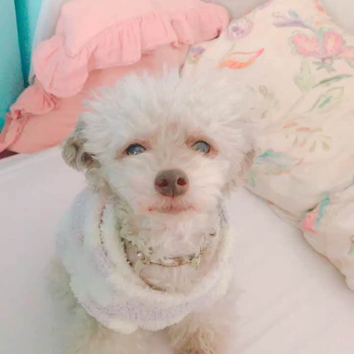 本田しおりのインスタグラム：「じゃーねとかバイバイが好かんw  #もずく先生 #タイニープードル」