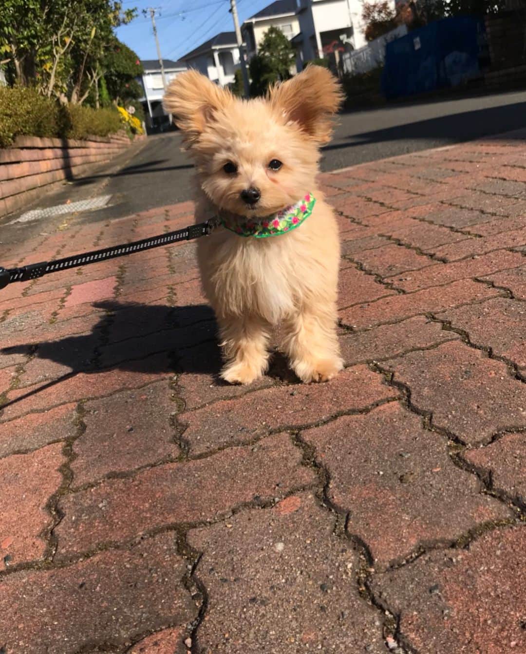 犬山紙子さんのインスタグラム写真 - (犬山紙子Instagram)「姉の犬 チワプーひらめのお写真届きました。 こいつツイッターでいいね1万越えした数字持ってる犬なのです 撮影 姉 #チワプー #かわいすぎ」11月10日 23時37分 - inuyamakamiko