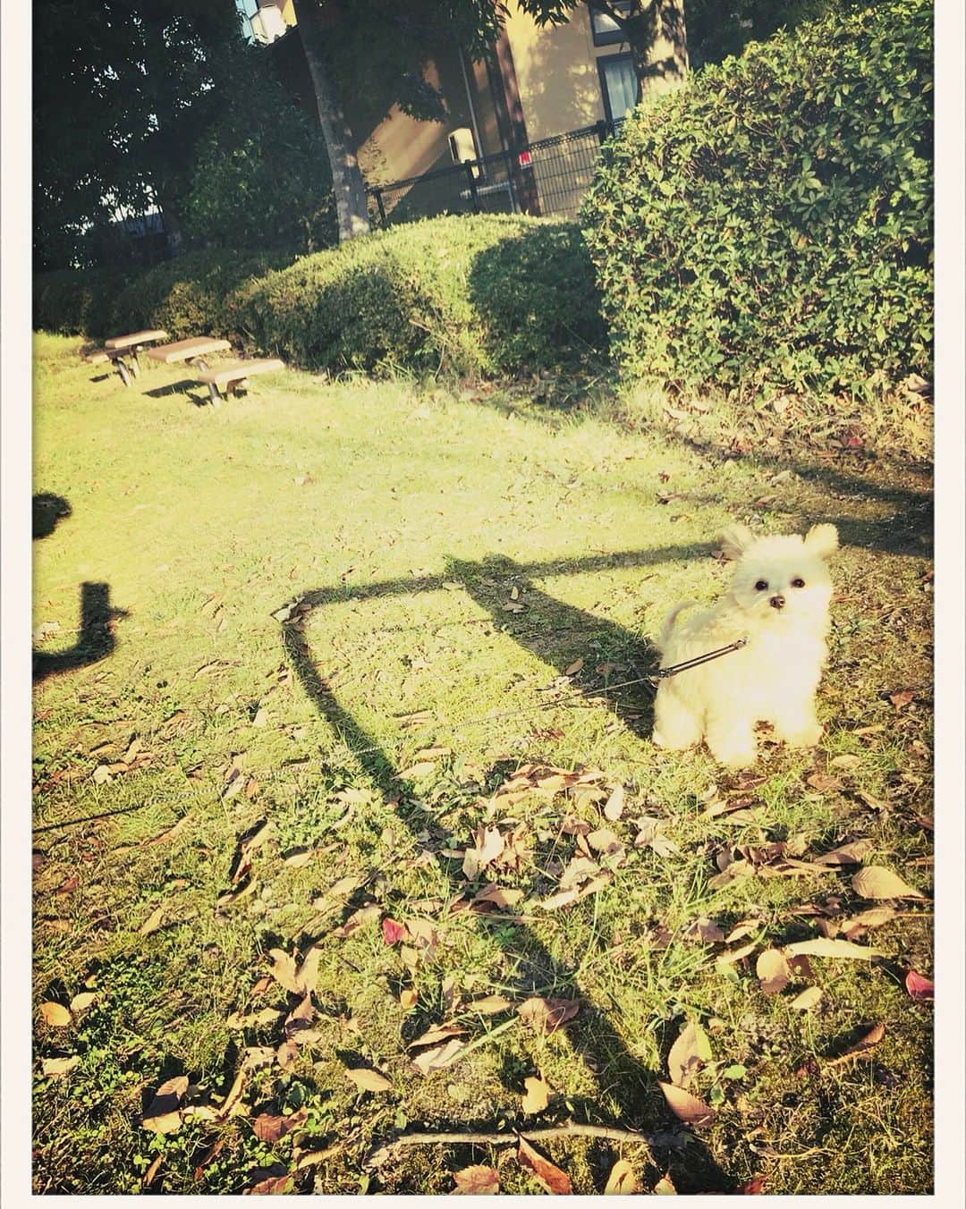 犬山紙子さんのインスタグラム写真 - (犬山紙子Instagram)「姉の犬 チワプーひらめのお写真届きました。 こいつツイッターでいいね1万越えした数字持ってる犬なのです 撮影 姉 #チワプー #かわいすぎ」11月10日 23時37分 - inuyamakamiko