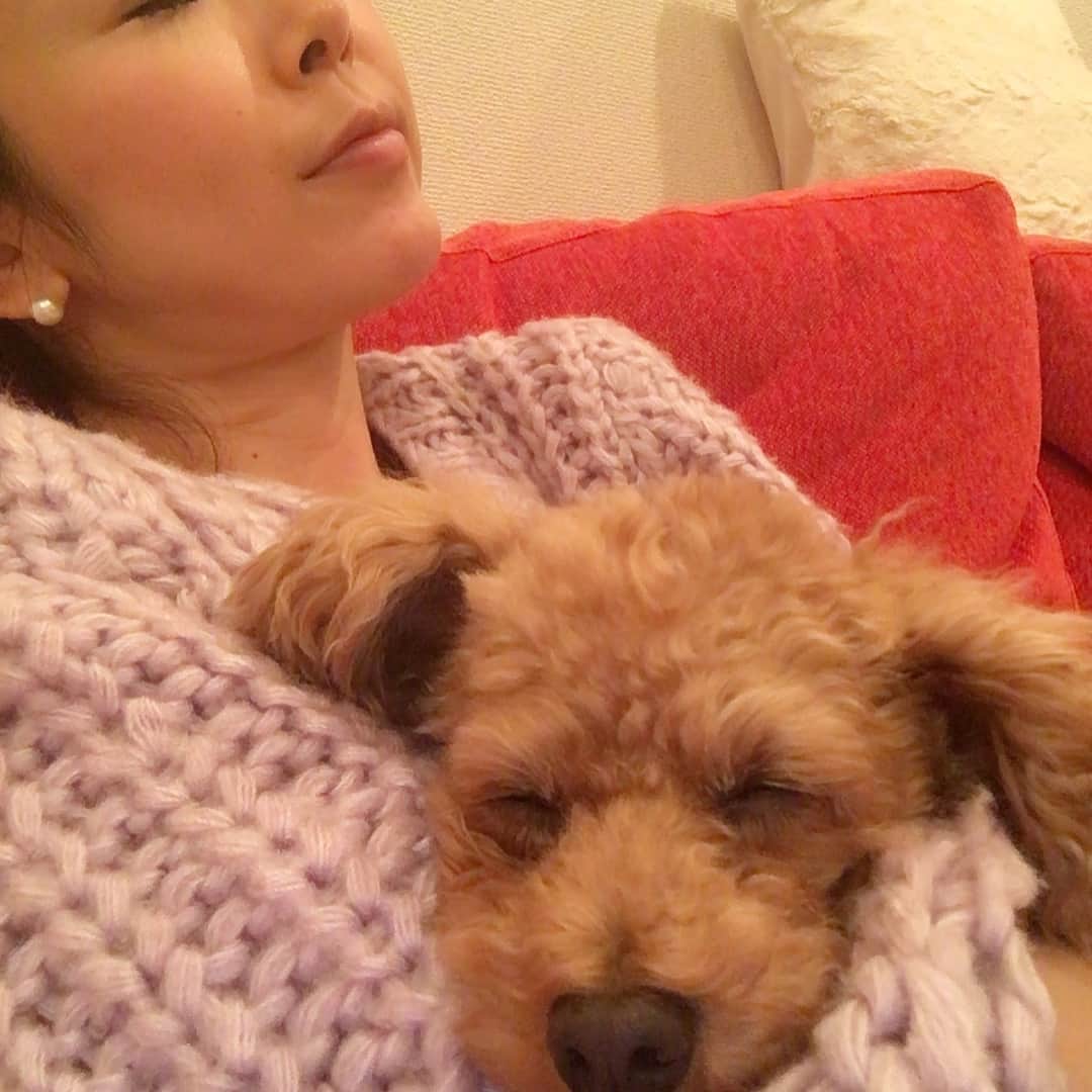 宮崎宣子さんのインスタグラム写真 - (宮崎宣子Instagram)「おやすみなさい😴💤 #あろは便り #抱っこしてたら # いつの間にか #いつもソファで寝落ちする #いぬのきもち #おやすみなさい #いぬのいる暮らし #幸せな時間 #犬なしでは生きていけない #犬バカ #暖かいね」11月11日 0時40分 - miyazaki_nobuko