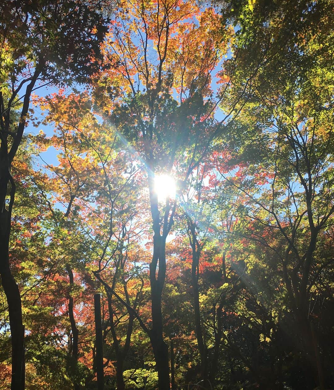 田中悦子さんのインスタグラム写真 - (田中悦子Instagram)「何枚か撮って 気に入ってるものを載せます❣️ まだ色づき始めた感じもまたステキですが  これが真っ赤になるのを想像してみて下さい😍  必ずまた行きます❣️🍁 場所は教えない笑  娘ちゃんにお土産渡したら  ママ、Googleからひっぱってきた写真みたいだよぉ😍とまた調子いいことをいっております笑  #autumn #秋#四季#紅葉#写真好きな人と繋がりたい #ファインダー越しの私の世界 #風景##followme #tkc#love #いつもいいねコメントありがとうございます#仕事仕事」11月11日 19時27分 - etsuko.reborn25