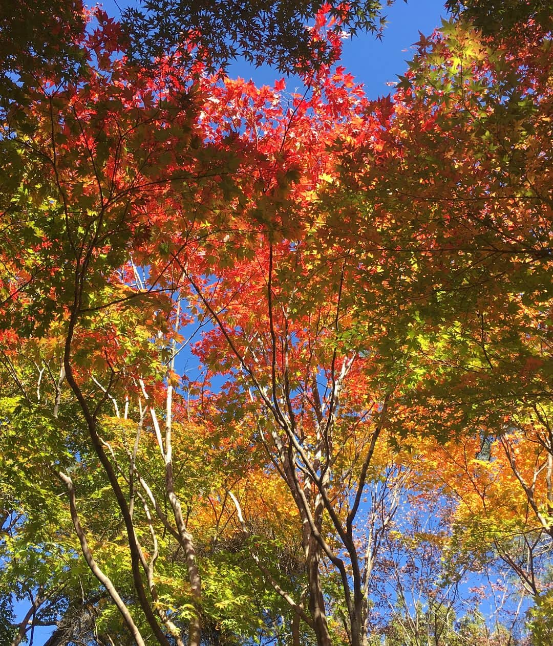 田中悦子さんのインスタグラム写真 - (田中悦子Instagram)「何枚か撮って 気に入ってるものを載せます❣️ まだ色づき始めた感じもまたステキですが  これが真っ赤になるのを想像してみて下さい😍  必ずまた行きます❣️🍁 場所は教えない笑  娘ちゃんにお土産渡したら  ママ、Googleからひっぱってきた写真みたいだよぉ😍とまた調子いいことをいっております笑  #autumn #秋#四季#紅葉#写真好きな人と繋がりたい #ファインダー越しの私の世界 #風景##followme #tkc#love #いつもいいねコメントありがとうございます#仕事仕事」11月11日 19時27分 - etsuko.reborn25