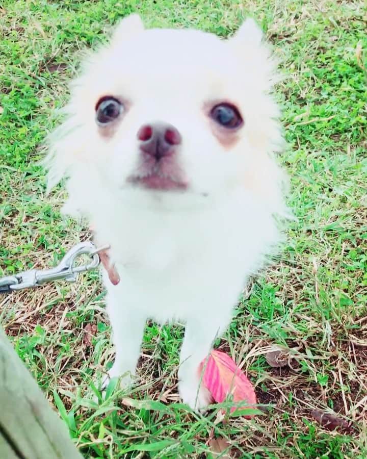 朝風れいのインスタグラム