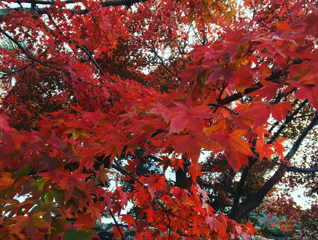 北村響さんのインスタグラム写真 - (北村響Instagram)「#紅葉#京都#お抹茶#和#癒し」11月12日 1時07分 - k.bikistagram