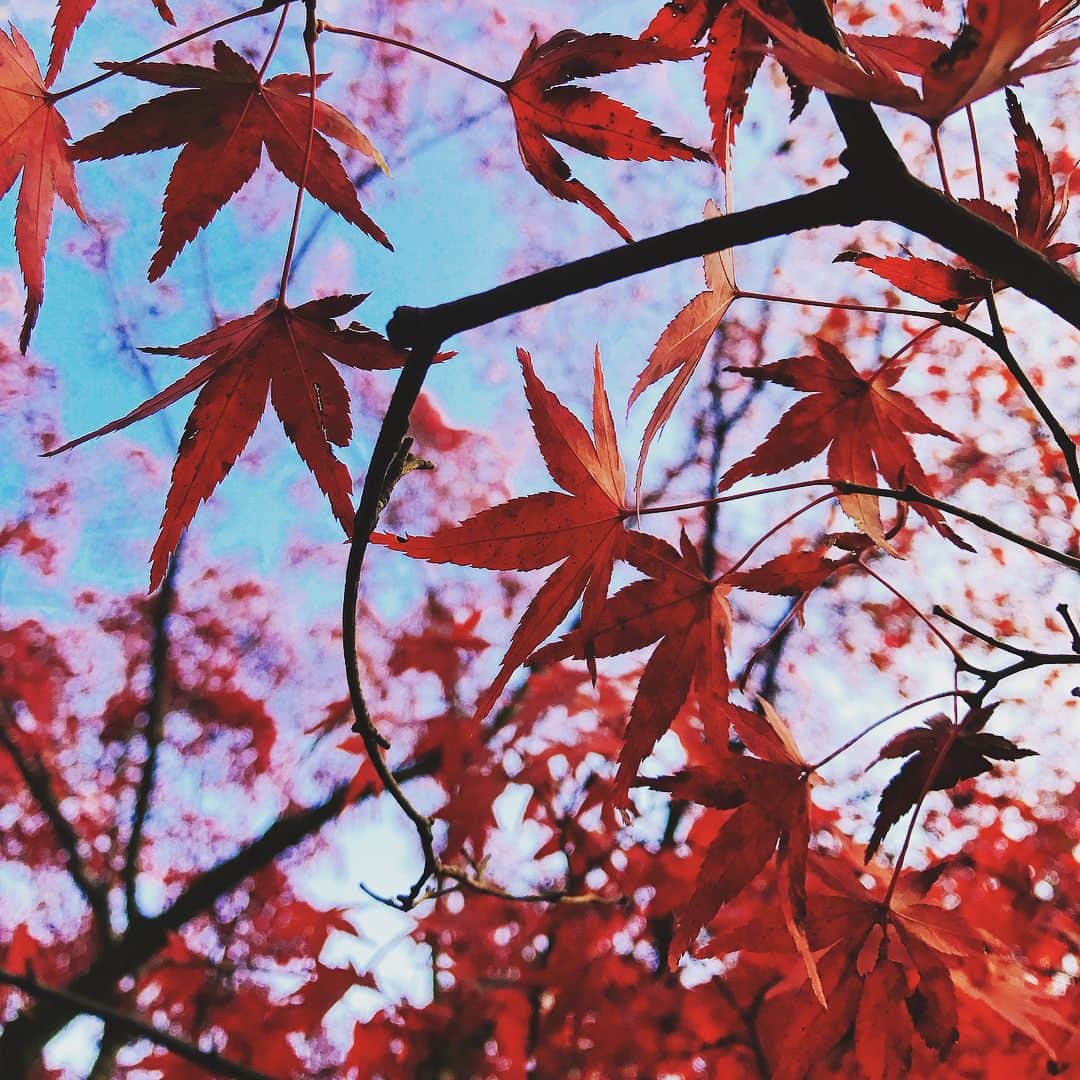 大島央照さんのインスタグラム写真 - (大島央照Instagram)「ネスタリゾートの帰り道、紅葉🍁を見て見にいきたくなって、京都の東福寺にいってきました！後3分の1くらい緑から変化したら満開かな✨✨ #京都 #紅葉 #東福寺 #kyoto #toufukuji #toufukuji #photo #photographey #trip #旅  #japanese #japan」11月12日 17時39分 - chiakioshima