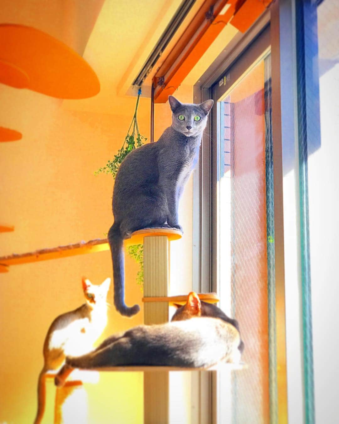 jill&titi&luna&lillyのインスタグラム：「ジル5歳になりました💖早いね〜🐈💖これからも健康だけ。幸せに暮らしていてくれればいいなぁ。ジルがうちの子になってくれて私はとっても幸せ者だなぁ❤️ ☆ ☆ #猫  #にゃんこ  #関東にゃんこ部  #アビシニアン  #ロシアンブルー  #シンガプーラ  #catsofinstagram  #cats  #catstagram  #russianblue  #singaporecat  #singapore  #abissinian  #catlovers  #ねこ部  #ペコねこ部  #写真好きな人と繋がりたい  #カメラ好きな人と繋がりたい  #フィルター越しの私の世界  #一眼レフ  #シンガプーラ  #アビシニアン  #ロシアンブルー  #ねこまみれ  #にゃんすたぐらむ  #ねこ部  #ふわもこ部  #ファインダー越しの私の世界  #pecon」