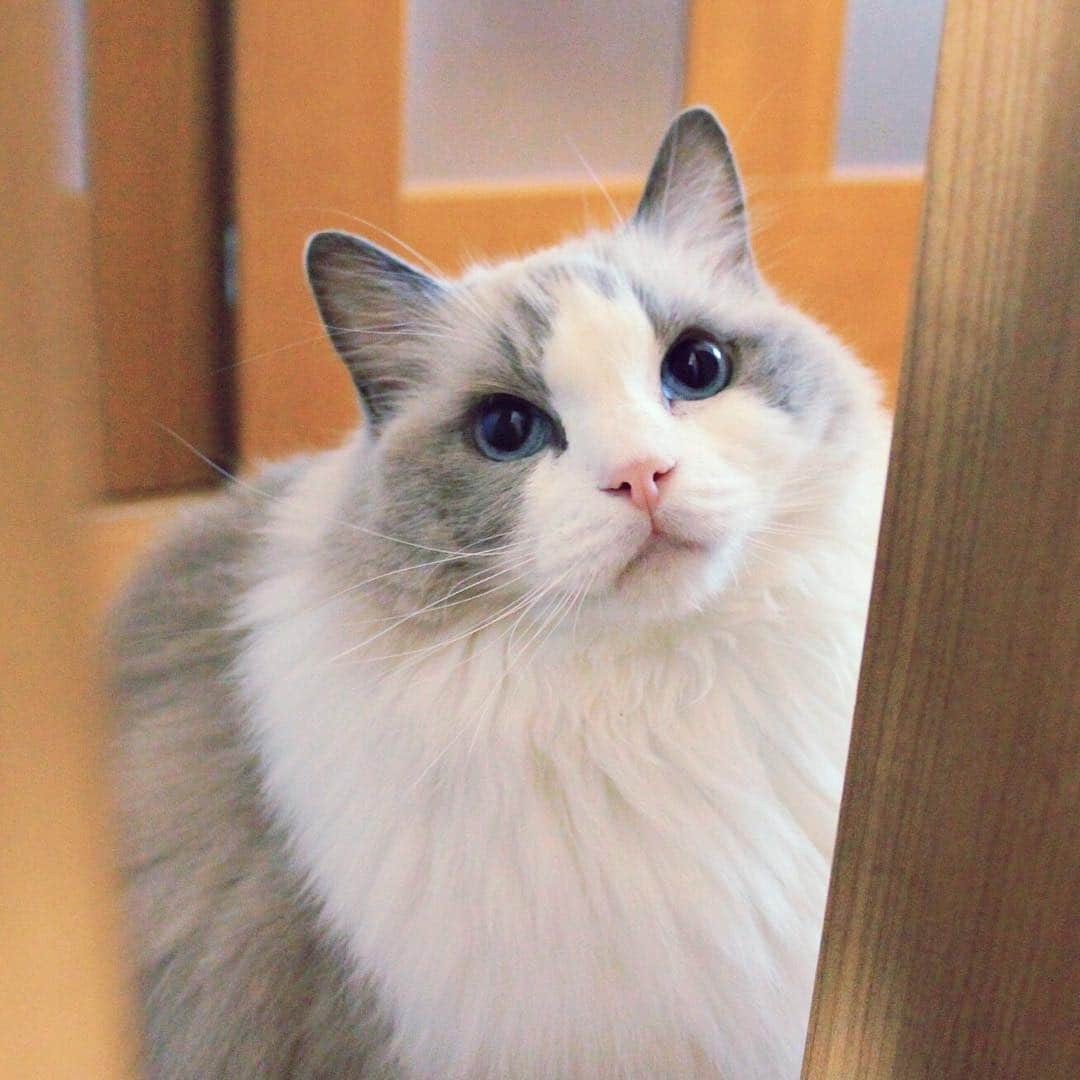 アンナのインスタグラム：「#cat #ragdoll #ragdollcat #neko #ネコ #ねこ #猫 #ラグドール」