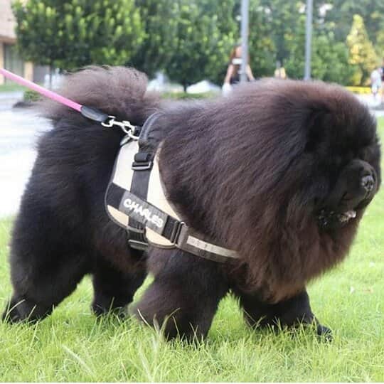 CHOWSTAGRAM CHoW CHoW PuPPieSさんのインスタグラム写真 - (CHOWSTAGRAM CHoW CHoW PuPPieSInstagram)「@charles_chowchow」11月12日 21時09分 - chowchow.gallery