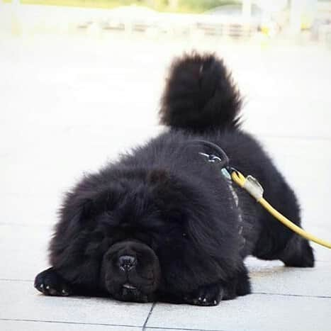 CHOWSTAGRAM CHoW CHoW PuPPieSさんのインスタグラム写真 - (CHOWSTAGRAM CHoW CHoW PuPPieSInstagram)「@charles_chowchow」11月12日 21時09分 - chowchow.gallery