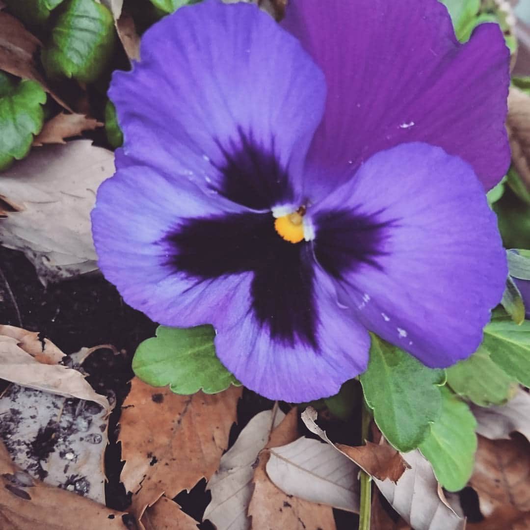 のインスタグラム：「#藤田朋子 #すみれ #パンジー #お花 #紫 #パープル #可愛い #キュート #purple #pansy #flowers #cute #happy #garden #jardin #violet」