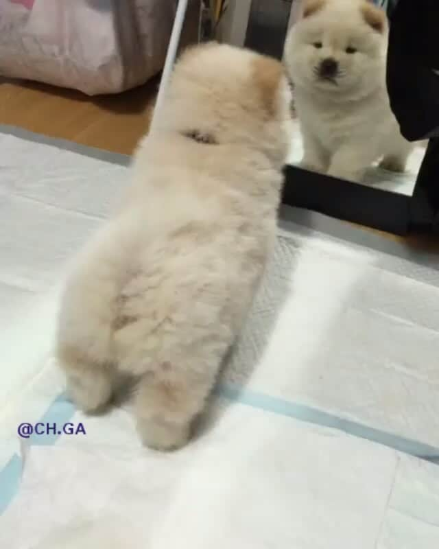 CHOWSTAGRAM CHoW CHoW PuPPieSのインスタグラム：「ViDeo :  @?????????」