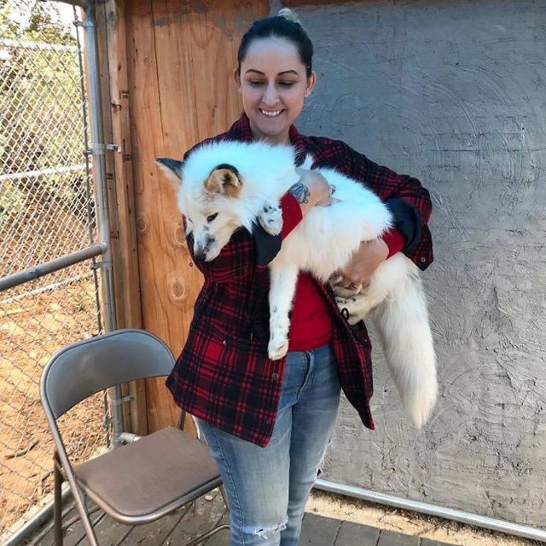 のインスタグラム：「We have such an amazing time today at our Foxy Encounters!! We met so many beautiful people, like @vintageinspiredbyjackie and her wonderful family!!! A huge thanks to those that volunteer to help makes these a success @stadtmore @stephanieeesmith, Donna and Paul, and @ballagoetz!!! We couldn't do this without your support!!! Xoxoxo If you want to schedule your encounter, contact us!! #Repost @vintageinspiredbyjackie (@get_repost) ・・・ Last fox spam, (I got to hold Maksa 😵🦊), check them out if you have a moment, it is a wonderful organization @jabcecc . They educate you on these beautiful creatures 🦊, it’s a wonderful encounter in a picturesque setting ❤️.」