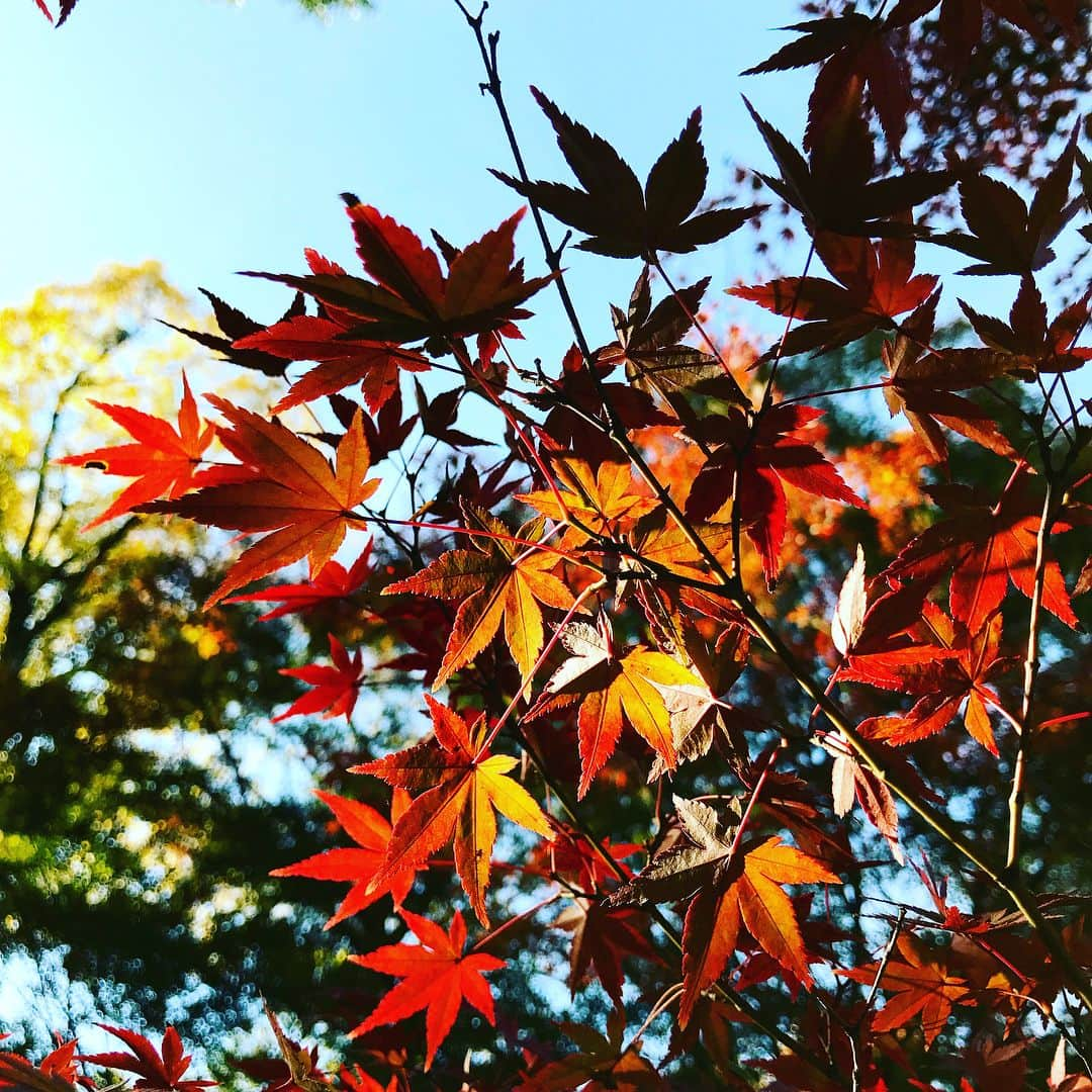 岩崎悠人さんのインスタグラム写真 - (岩崎悠人Instagram)「🚲🚲🚲 #京都#宇治#平等院鳳凰堂 #サイクリング#仙頭啓矢 #岩崎悠人」11月13日 15時10分 - yutoiwasaki611