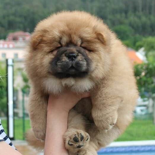 CHOWSTAGRAM CHoW CHoW PuPPieSのインスタグラム：「@josenuriachows」