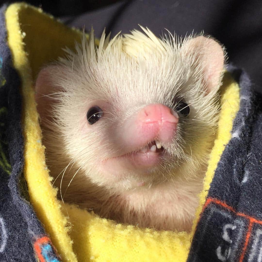 ハフのインスタグラム：「Monday mood = 🦔 (Hedgehog emoji!)」