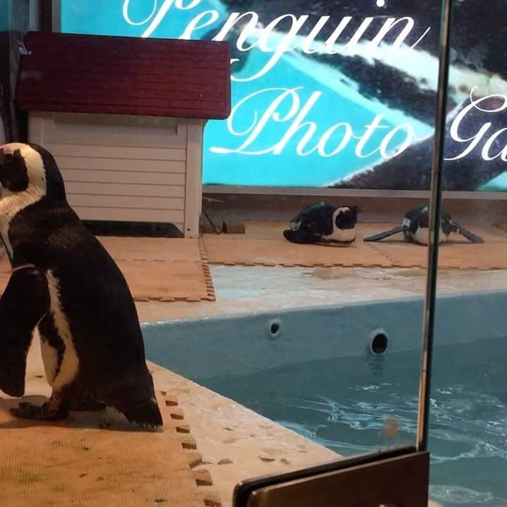 矢部あやのグルメインスタ