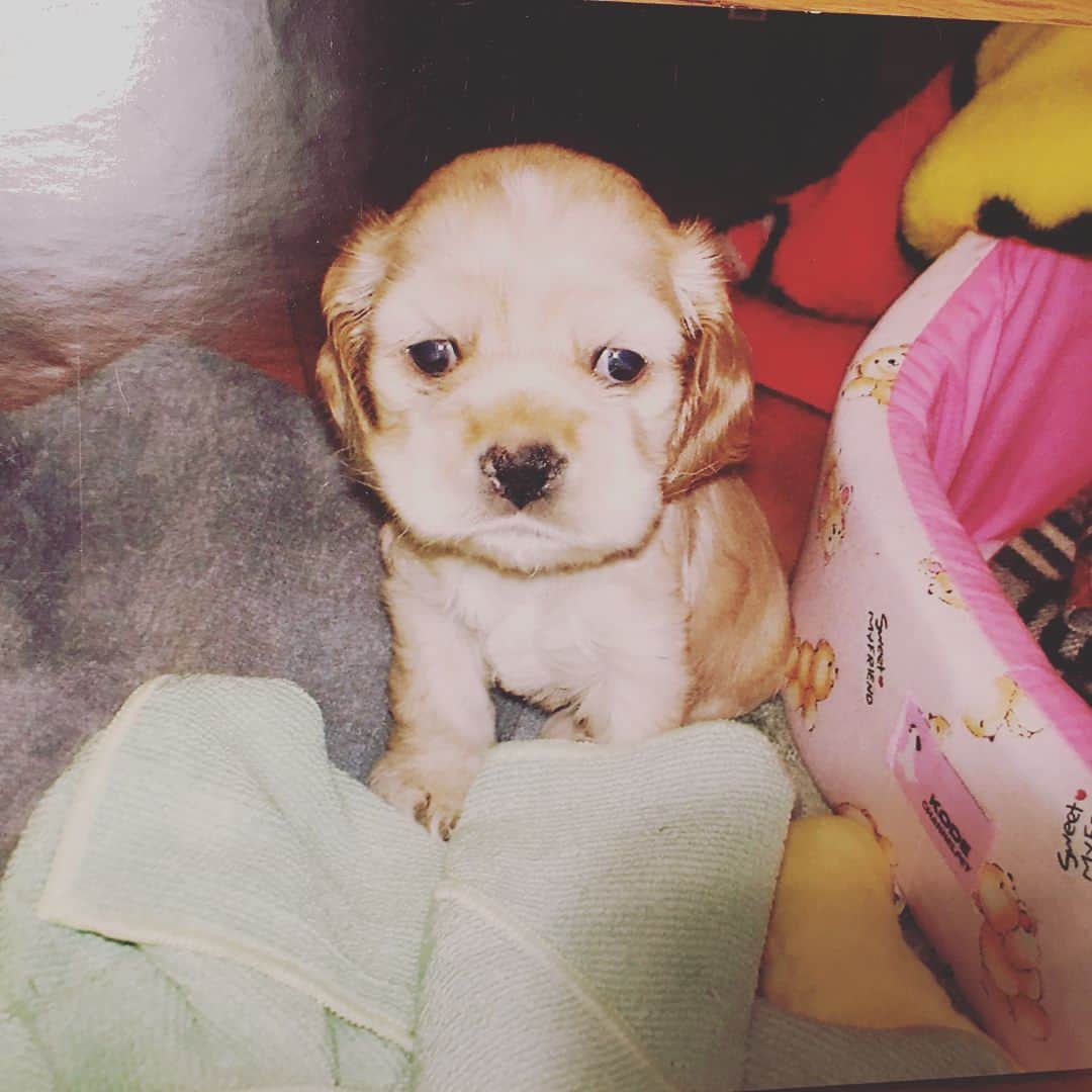笛木優子のインスタグラム：「今日はうちの犬 ムリの誕生日でした。 先月の頭に穏やかに天国へ旅立ちました。 13歳と11ヶ月。 初めて飼った犬でした。 韓国で飼い始め日本に連れてきました。 最初から最期までかわいかったです。 最期も看取らせてくれてとても親孝行の犬でした。  数え切れないほどの愛と思い出をもらい、幸せでした。 ムリをかわいいと言ってくれたり、気にかけてくれたみなさん、ありがとうございました。 そしてムリを私にくれた人に感謝します。  願っても願っても願っても、もう会うことはできませんが、虹の橋でいつかまた再会できるよう、良い行いをして一生懸命生きて行きたいと思います。  みなさんの愛犬が、1日でも長く健康で幸せに過ごせますように祈っています。  오늘 울겅아지 생일이었어요 저번달 초에 편히 강아지 별나라로 떠났어요  14년11개월 생에서 처음으로 키운 강아지였어요 한국에서 만나 일본으로 같이 건너왔어요 처음부터 마지막순간까지 사랑스럽고 예쁜 아이었어요 마지막 순간마저 내 품에서 조용히 눈 감는....정말 효자인 녀석이었어요  우리 강아지를 예쁘다고 칭찬해 주시고 신경 써 주신 모든 분들 정말 감사합니다 그리고 우리 강아지와 만나게 해주신 분께도 감사드립니다  원해도 원해도 이제 다시는 만나지 못하지만, 먼 훗날 무지개 다리에서 재회 할 수 있도록 착하고 성실하게 열심히 살아야겠죠... 여러분들의 애견이 항상 건강하고 행복하게 살아갈 수 있도록 기도할께요」