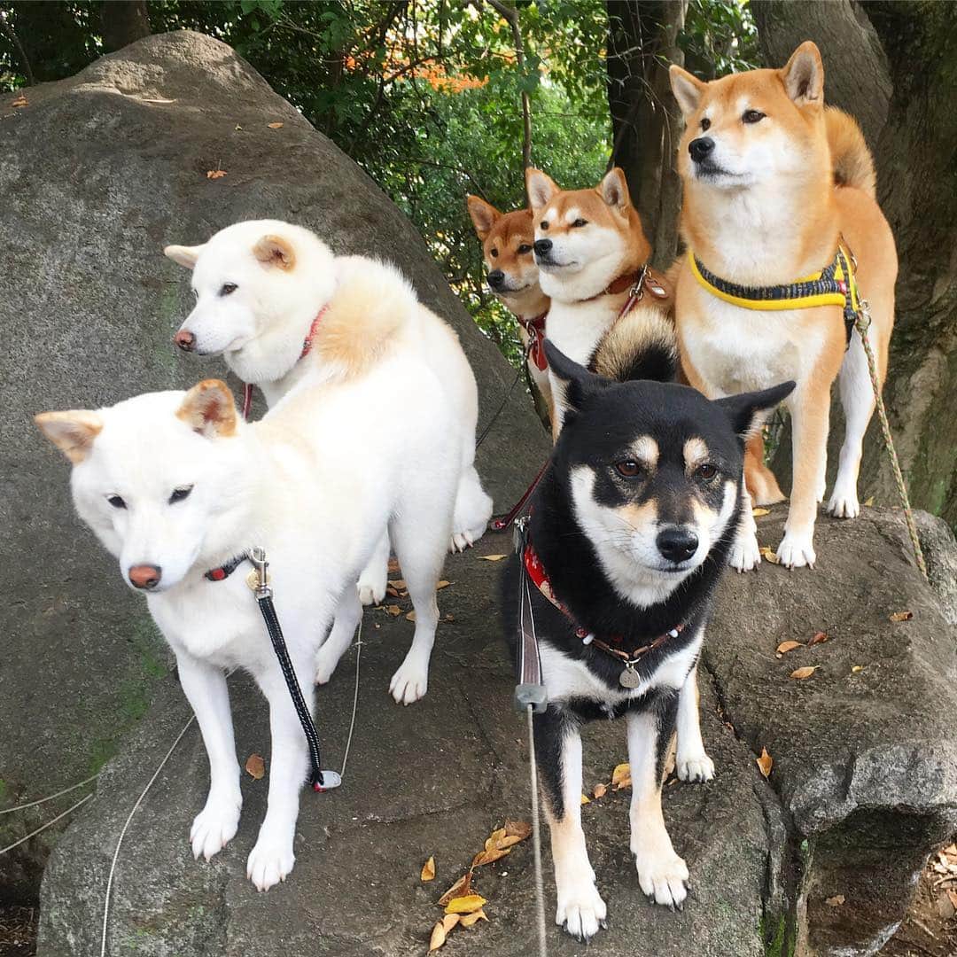 vo_coのインスタグラム：「🐕🐕🐕🐕🐕🐕 今朝も森へ 瞬間最大柴は8頭！ ここも最早、柴岩（笑） * こたつのおやつ拒否も少し緩和されて、今朝はたくさんおやつ食べました 栄誉ある？3人目の覇者はあおちゃんママでした！ * #非常勤柴こたつ  #shibastagram #instashiba #shiba #shibainu #黒柴 #柴犬」