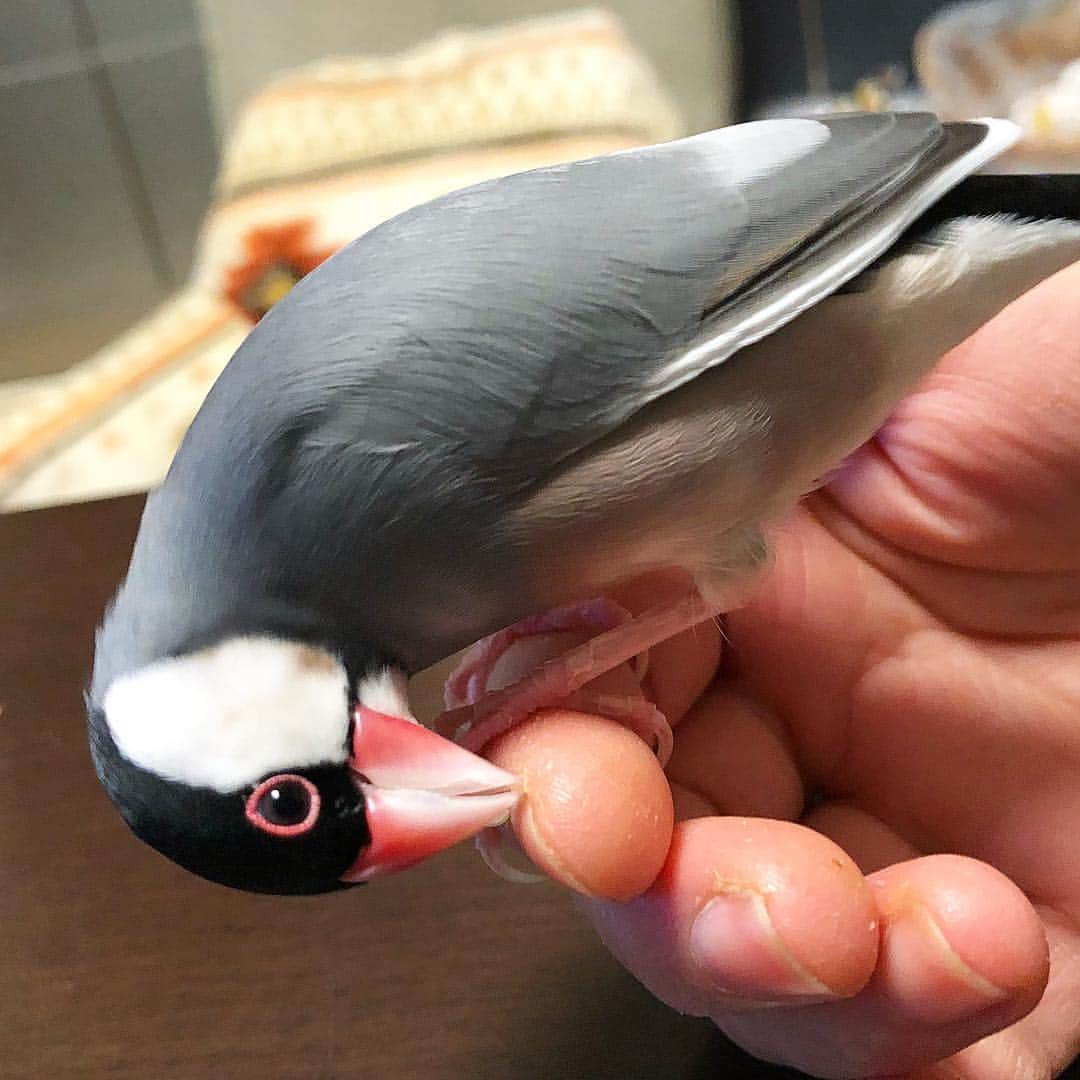 しあんのインスタグラム