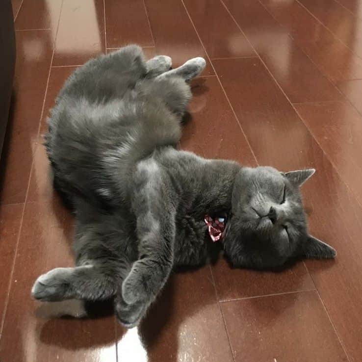 内山高志さんのインスタグラム写真 - (内山高志Instagram)「床暖房つけたら、毎日ナマケモノみたいになってる(*_*) #ロシアンブルー#くーちゃん#ヤル気ない #なつかない猫#職業エサ食べて寝るだけ」11月15日 16時08分 - takashikod