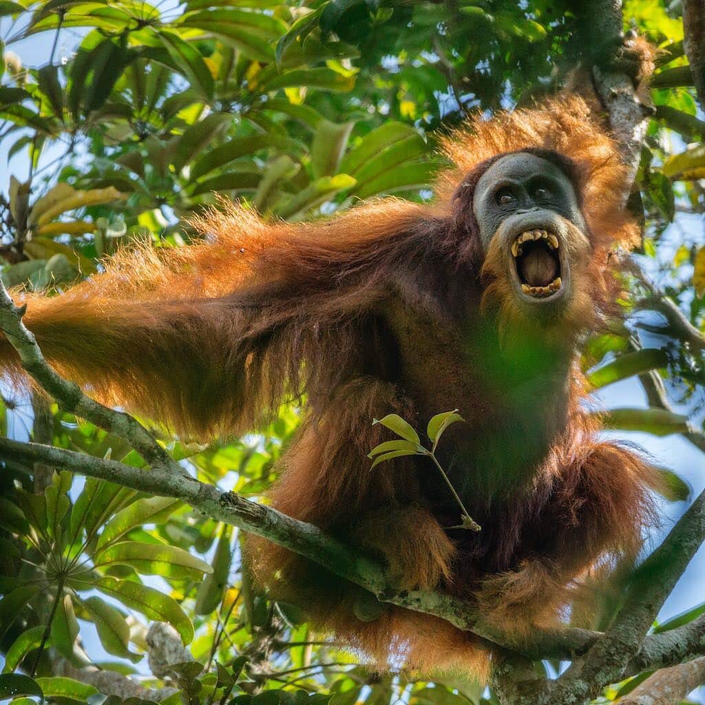 Tim Lamanさんのインスタグラム写真 - (Tim LamanInstagram)「Photo by @TimLaman.  A Tapanuli Orangutan male threatens another orangutan in the mountains of Sumatra.  When I made this image in 2014 on assignment for @NatGeo, I didn’t know this isolated population was going to be described as a new species of orangutan, Pongo tapanuliensis!  It is amazing that in 2017, we are still making new discoveries about the great apes, our closest relatives.  But really, there is so much more to learn.  For example, our short film called “Person-of-the-Forest” which I co-directed with @MelissaLesh, reveals some of the new findings about culture in orangutans – knowledge that is passed on from mother to offspring, and friend to friend. And if you happen to be in New York City this week, you can catch the New York premier of the film at the DOCNYC film festival where it is a featured selection.  See link in my bio to watch the trailer and get the details to the opening this evening Nov 15th, where you can meet Melissa, and team members @tbfrost and @rrsuro.  #Endangered, #orangutan, #Tapanuli, #TapanuliOrangutan, #BatangToru, #Sumatra, #Indonesia, #IndonesiaBiodiversity, @NatGeoCreative.」11月16日 1時32分 - timlaman