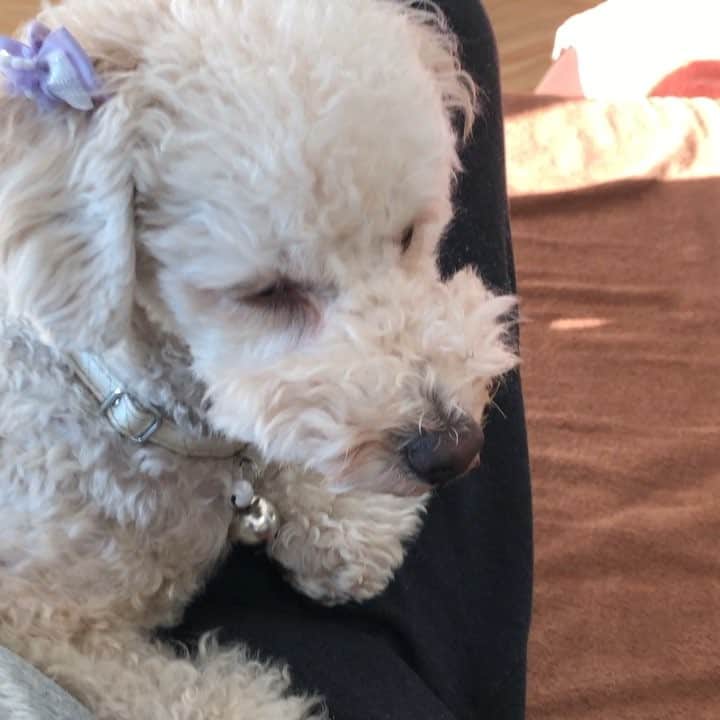 のインスタグラム：「#フェニックスオープン #MBS#ゴルフしたいなぁ#木曜日＃バラいろダンディー」