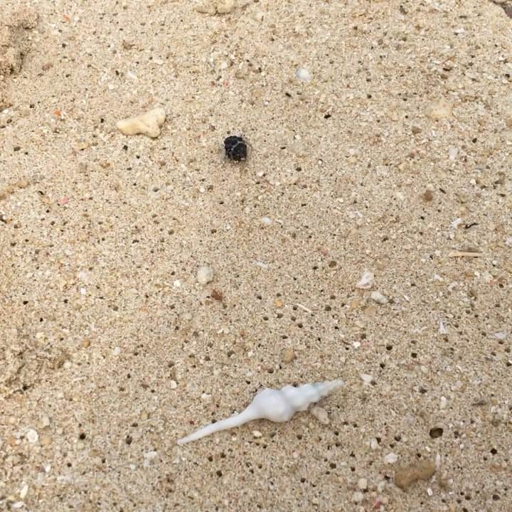 千葉アリサのインスタグラム：「綺麗な貝殻かと思ったら ヤドカリ🐚 ✨横向きで正解なん？と思ってたら 歩きにくくはなさそうで 速め強めやった😂💛 #我が道をいく#ヤドカリさん #どれも正解 #姉妹の旅 #ほのぼのムービー #久高島」
