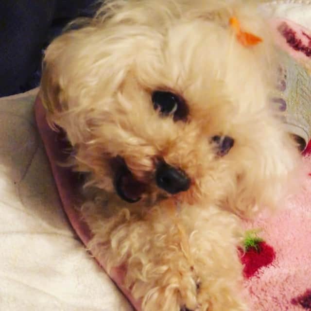 のインスタグラム：「ひなのおやつのアキレススティックには当たりハズレがあるようで。 すぐに食べられちゃう時と必死な時が(笑) 両手で上手に押さえる姿に萌えます☆  #愛娘 #おやつ #犬 #トイプードル #dog #dogstagram #toypoodle #poodle #happy #smile #enjoy #life #japan #actress #model」