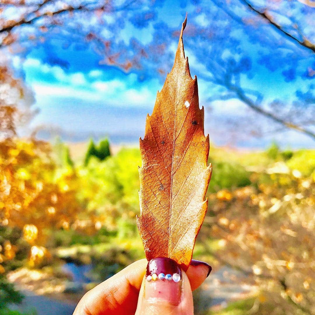 のインスタグラム：「素敵な森の中にある、お宿へ。  鳥が鳴き、虫の住む庭。これぞ贅沢。  庭師はジム エイメン氏。  この方の庭、ランドスケープが好きだわ  #traveling #travel #ig_japan #instagood #autumnleaves #雑木林#落葉樹#界阿蘇#星野リゾート界阿蘇 #星野リゾート #生態系を再現#エコ#熊本#九州#地震復興#台風21号#luxuryhotels #hotelselfie #リゾート#ジムエイメン」