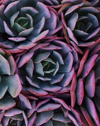 トレージャさんのインスタグラム写真 - (トレージャInstagram)「Succulents. #succulents #colorpalette #texture #mutedcolors」11月17日 6時04分 - treesjehandbags