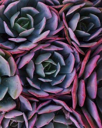 のインスタグラム：「Succulents. #succulents #colorpalette #texture #mutedcolors」