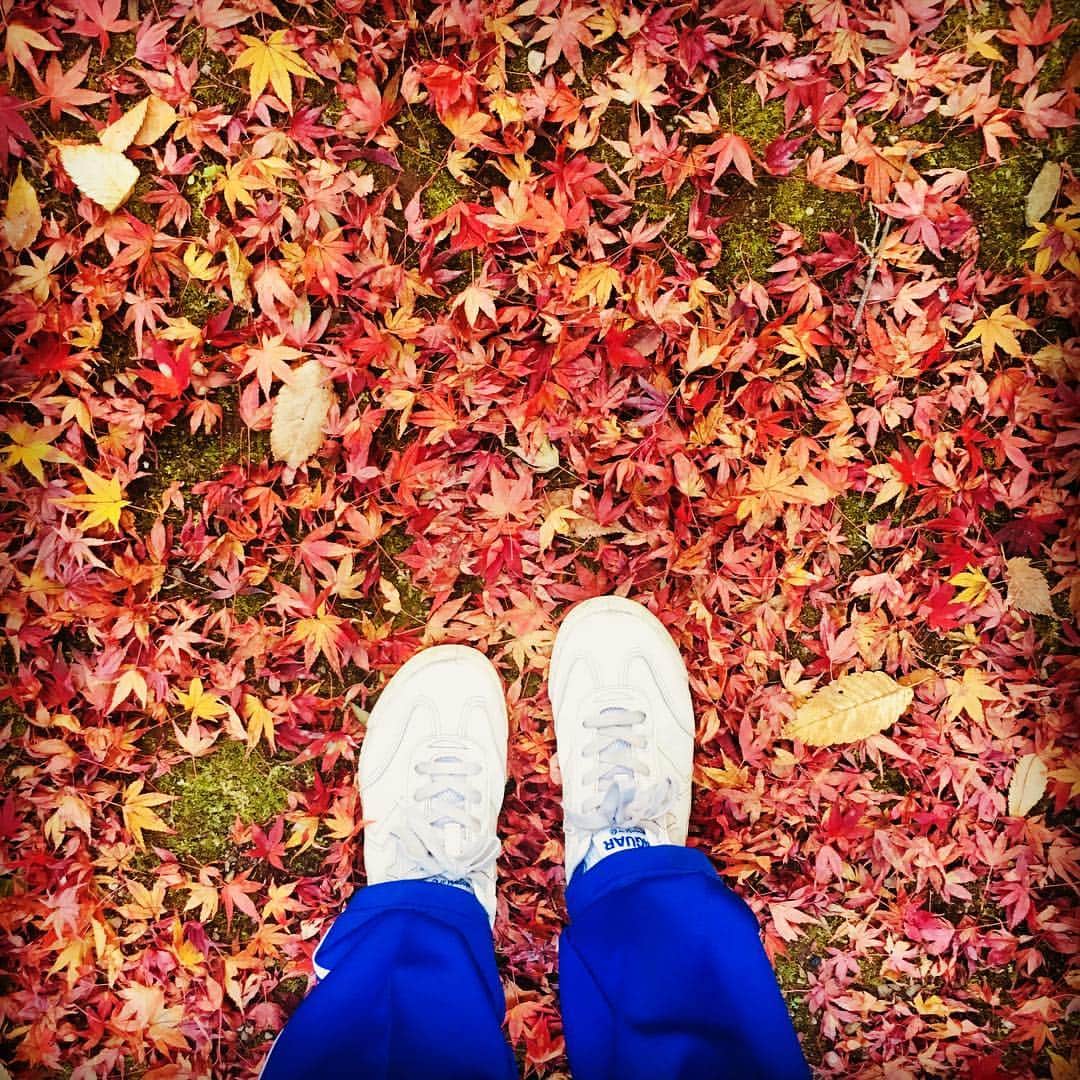 黒川芽以さんのインスタグラム写真 - (黒川芽以Instagram)「早朝から撮影。秋の終わり。 #紅葉 #落ち葉」11月17日 7時15分 - mei_kurokawa