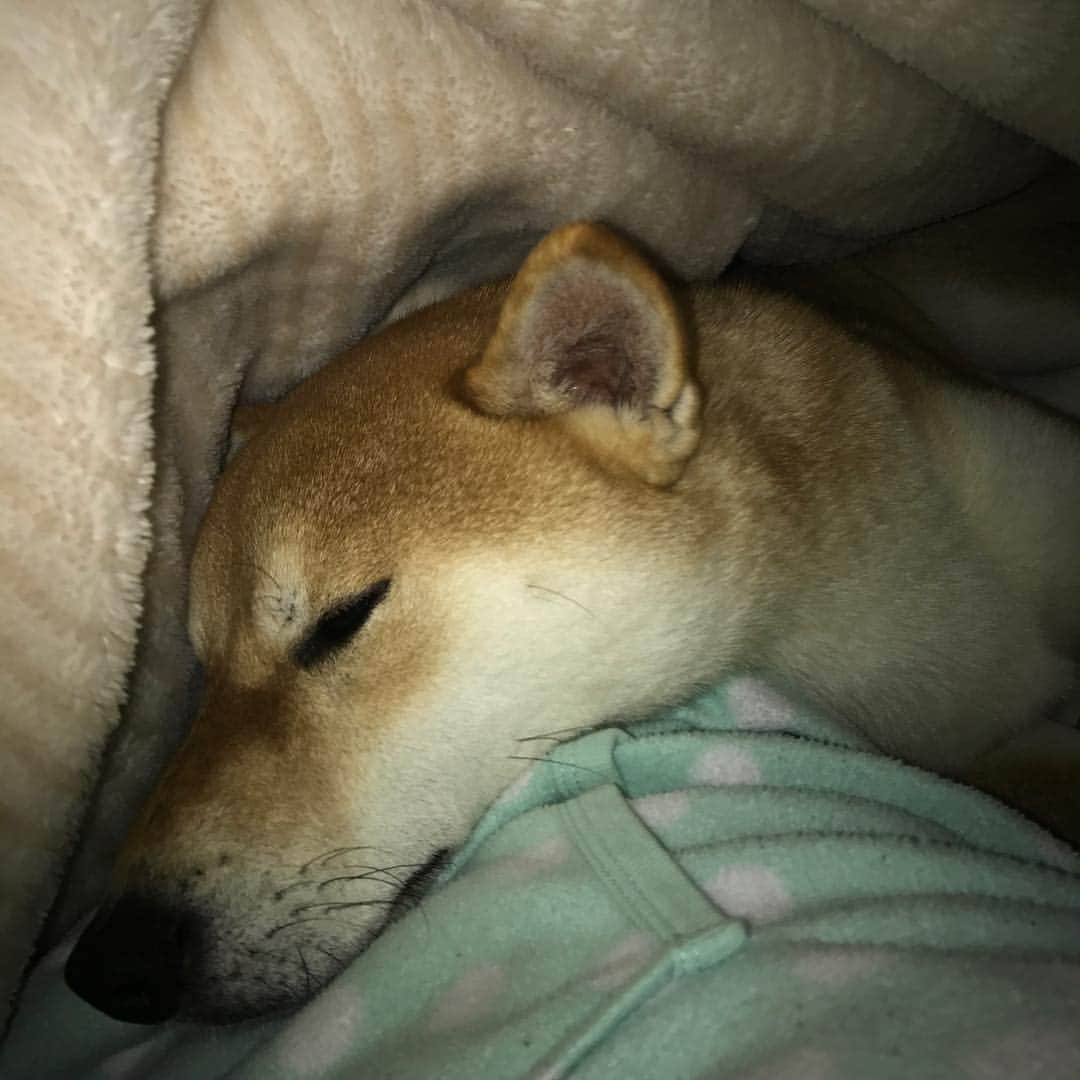 高橋みゆきのインスタグラム：「これ布団の中…お腹を枕に🐶💤💕 #寒いね #クラ吉 #可愛い #けど重いの #湯たんぽ」