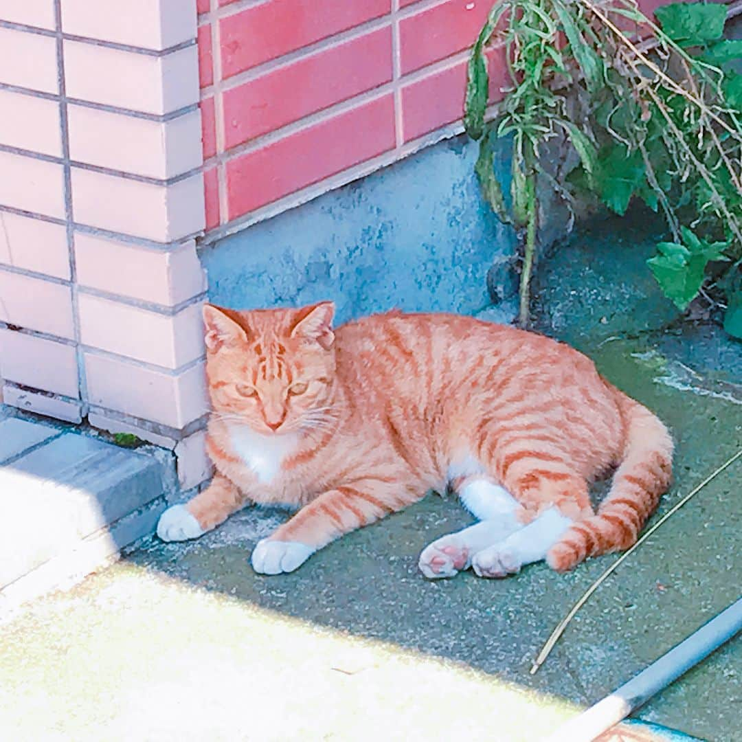 片瀬那奈さんのインスタグラム写真 - (片瀬那奈Instagram)「本日20時からドラマ#ユニバーサル広告社  第５話が放送です😘📺💡 劇中でも猫がよく出てきますが、ロケ地には沢山います🐈🐈 そして、勝手に抜群なタイミングでカメラに写り込むという凄い技を持っています✨ そして癒される☺️🍀 でも、猫氏にあんまり見るんじゃねぇよ感で睨まれるので距離感が大事です… #金曜8時のドラマ #テレビ東京 #ドラマ #ねこ #ねこ部 #cat」11月17日 15時53分 - nana_katase