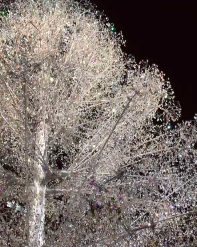 浅野菜緒子のインスタグラム：「All that glitters...🌟💎🌲 . Edit: No “Kira-Kira” filter involved!  #festive #sparkle #crystals #christmas #cityoflights #NaokosHolidayDiary」